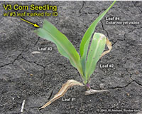 V3 corn seedling with #3 leaf marked for future leaf stagins assistance
