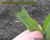 Leaf #3 marked by simply ripping off upper third of leaf