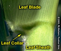 leaf collar method