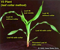 V3 plant using leaf collar method