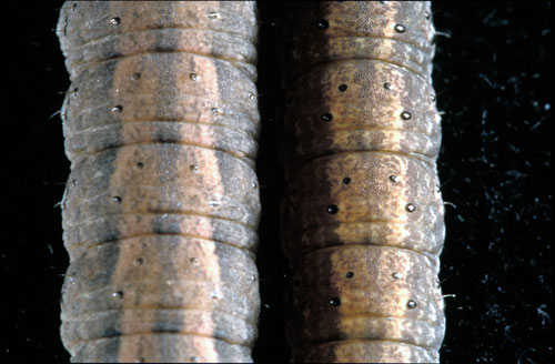 dorsal surface