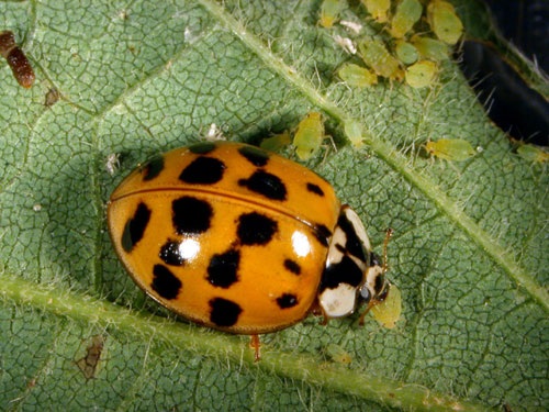 lady beetle aphid feast on buckthorn