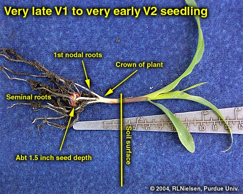 Very late V1 to very early V2 seedling