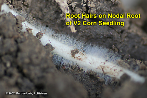 Root hairs on nodal root of V2 corn seedling