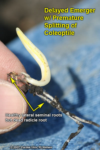 delayed emerger w/ premature splitting of coleoptile