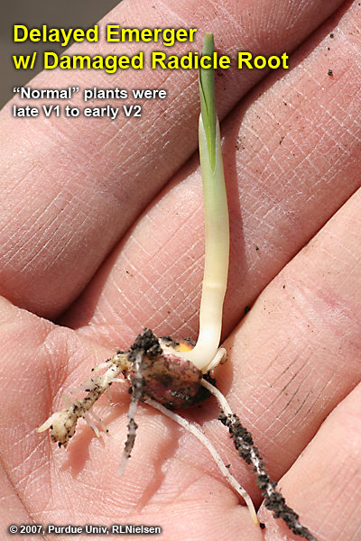 Delayed emerger w/ damaged radicle root