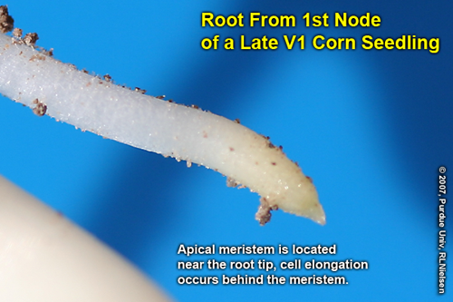 root from 1st node of a late Va corn seedling