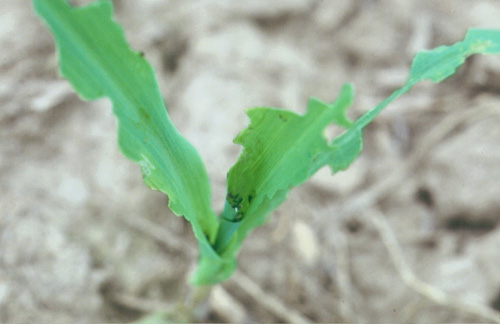 armywrom corn leaf feeding