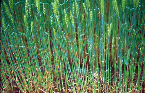 Armywrom wheat leaf feeding