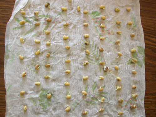 stages of soyben germination
