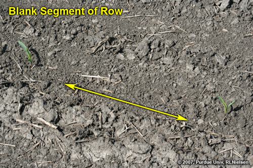 field with numerous short blank segments of row