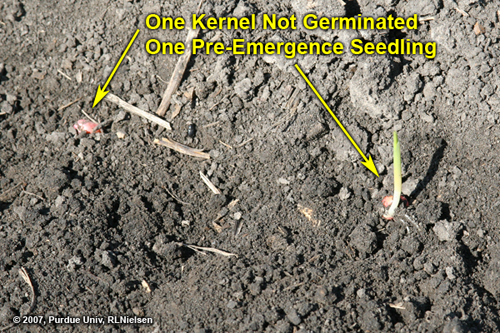 non-germinated kernel
