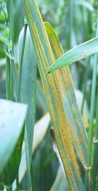 stripe rust