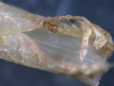 corn rootworm larva in root
