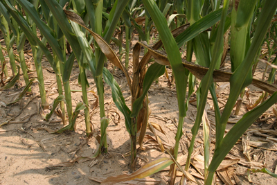 Bacterial stalk rot