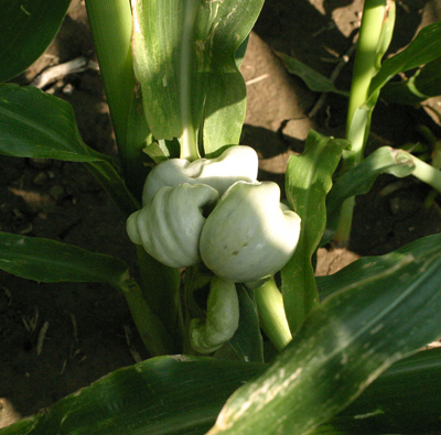 young gall on the lower stem of a susceptible hybrid