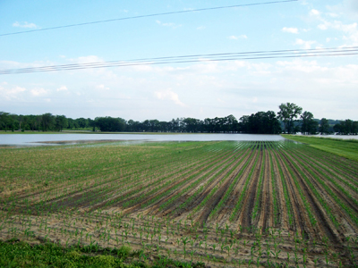 Rootworm eggs can survive this flooding, larvae cannot