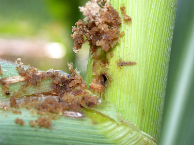Corn borer in stalk is impervious to insecticides