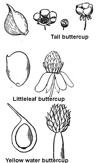 line drawings of buttercup