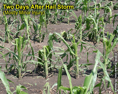 corn injury 2 days after hail storm