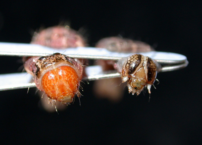 corn earworm and fall armyworm heads, note the pronounced upside-down "Y" shape on the fall armyworm (right)