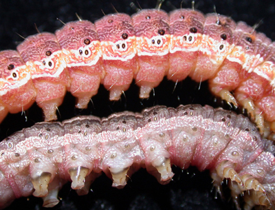 Sides of both corn earworm and fall armyworm 