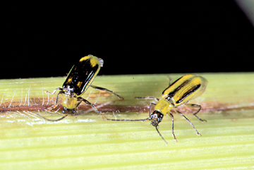 corn rootowrm beetles male and female