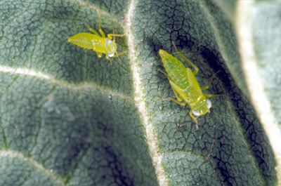 potato leafhopper nymphs on soybean leaflet