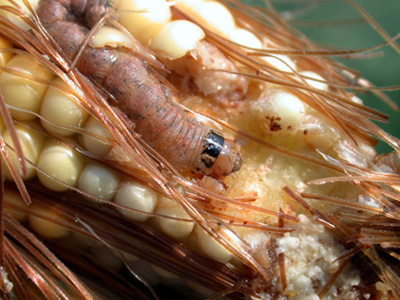 western bean cutworm damaging ear tip