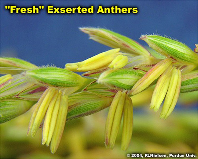 fresh exserted anthers