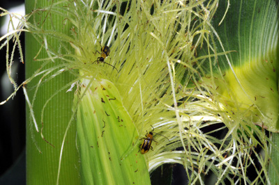 Western corn rootworm beetles causing minor damage to silks