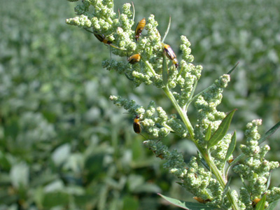 western corn rootworm beetles feeding on lambsquarters