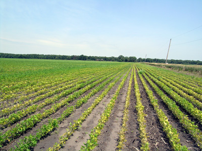 SCN in soybean field