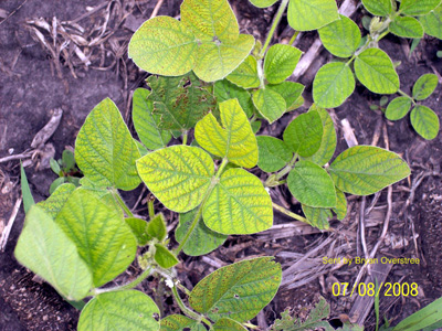 soybean with SCN