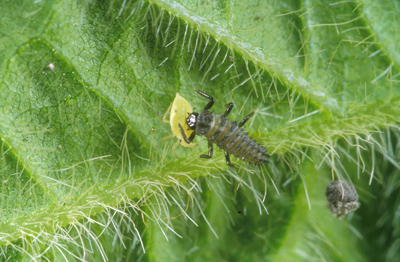lady beetle larva