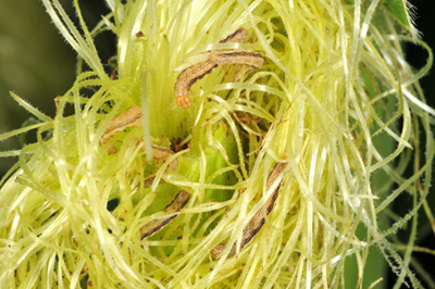 Six earworm larvae feeding on silks