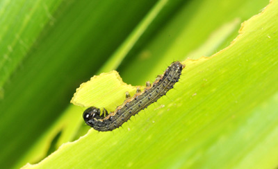 fall armyworm revealed from within whorl