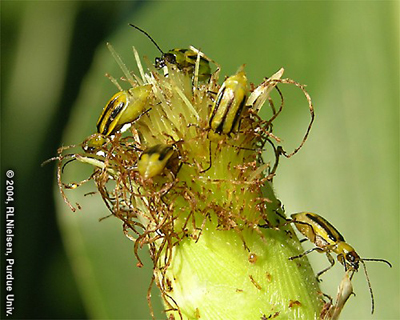 rootworm beetles silk clipping