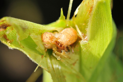 western bean cutworm at the ear tip