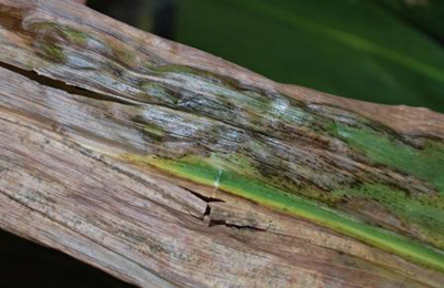 bacterial ooze present on the lesion surface will appear shiny in sunlight