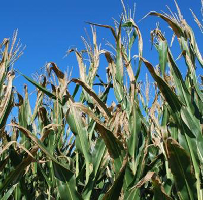 blighted areas in the upper canopy of infected plants