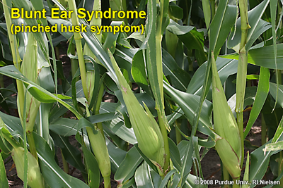 pinched husk symptom