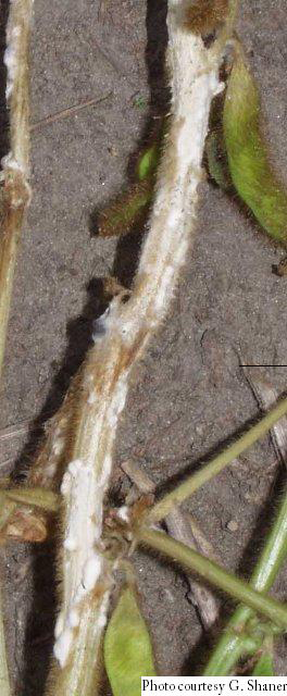 white mycelial growth on soybean stem infected with white mold