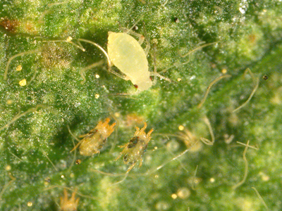 soybean aphid and spider mites, not a good combination