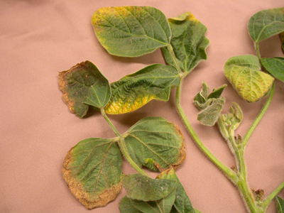 Close-up of soybean leaf shoing potassium deficiency symptoms