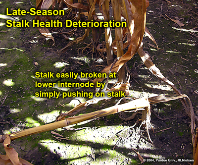 Late season stalk health deterioration
