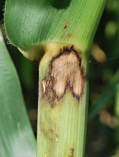 purple leaf sheath on corn caused by pollen decay within the leaf sheath