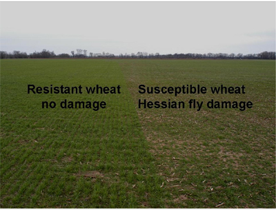 test plots showing resistant and susceptible wheat