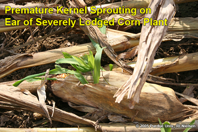 premature kernel sprouting on ear of severely lodged corn plant