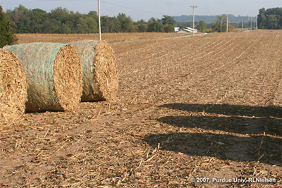 don't overlook the lost value of phosphorus and potassium when baling corns talks